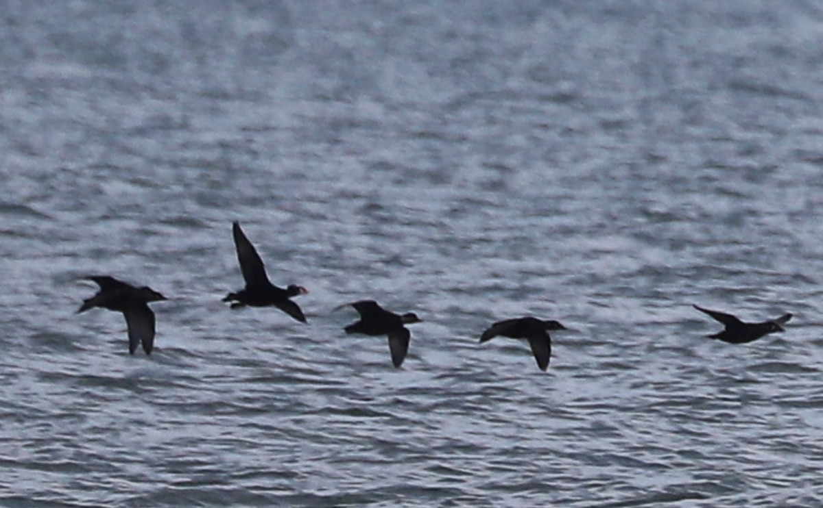 turpan žlutozobý - ML645522907