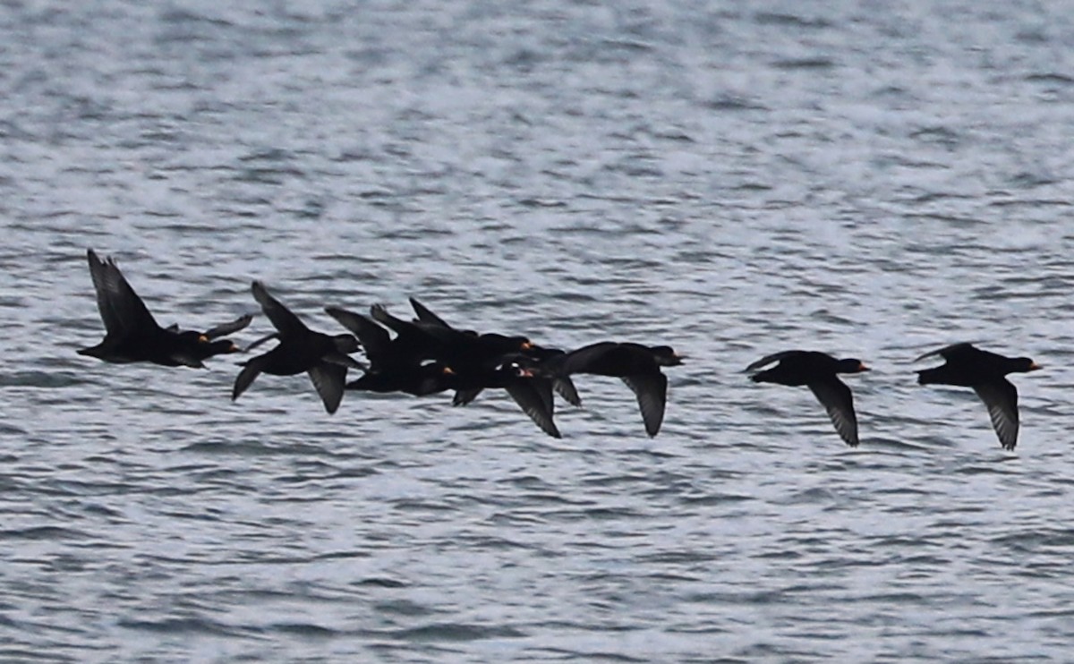 turpan žlutozobý - ML645522909