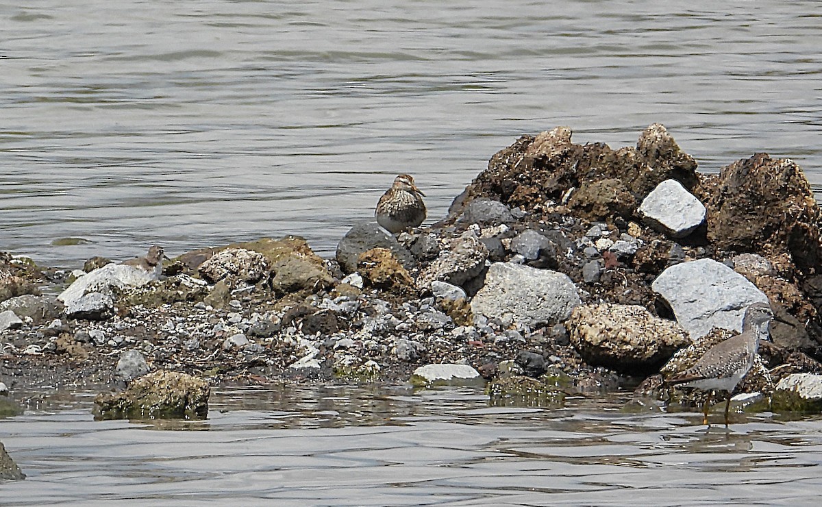 Дутыш - ML645522910