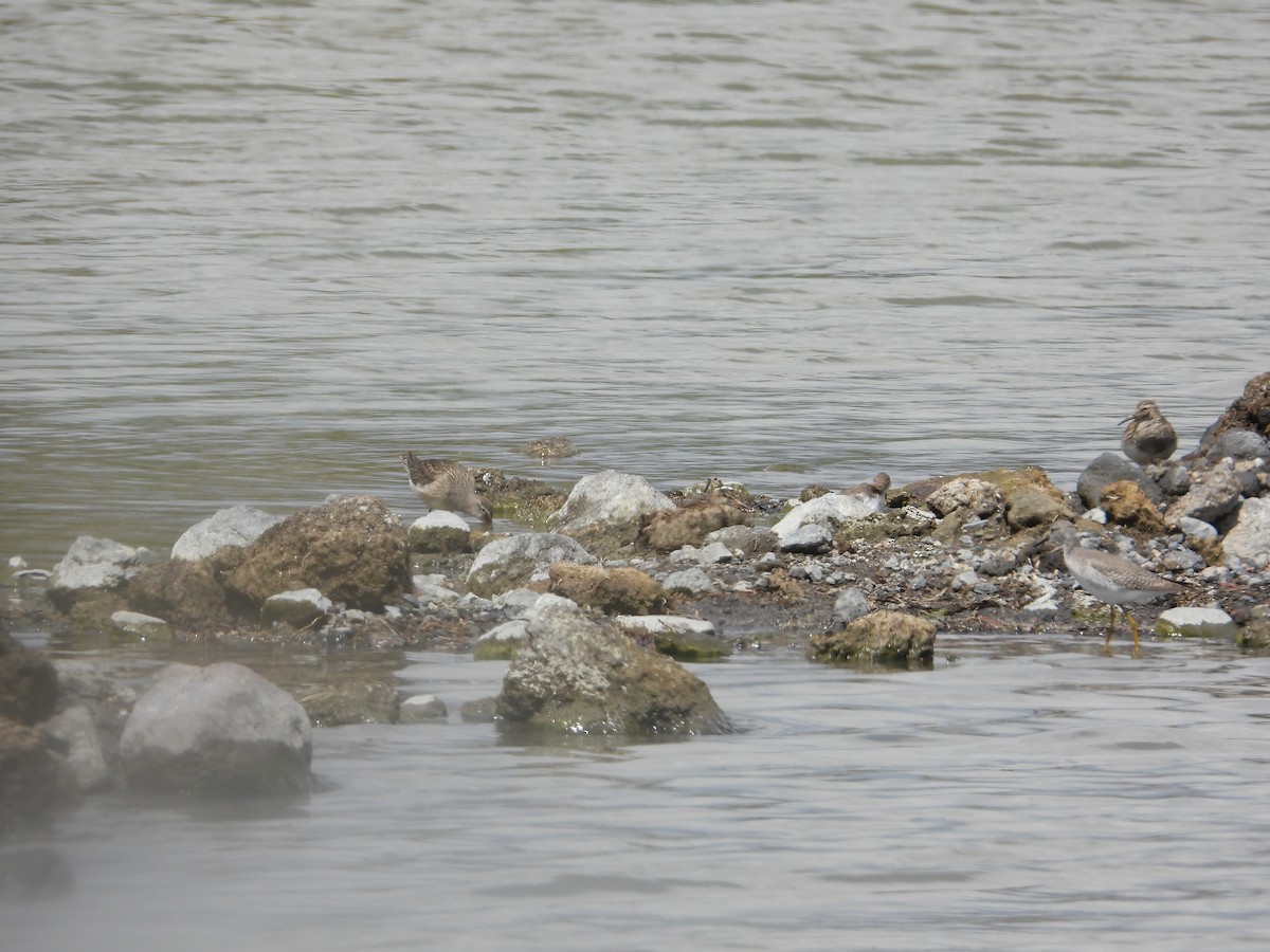 Дутыш - ML645522911