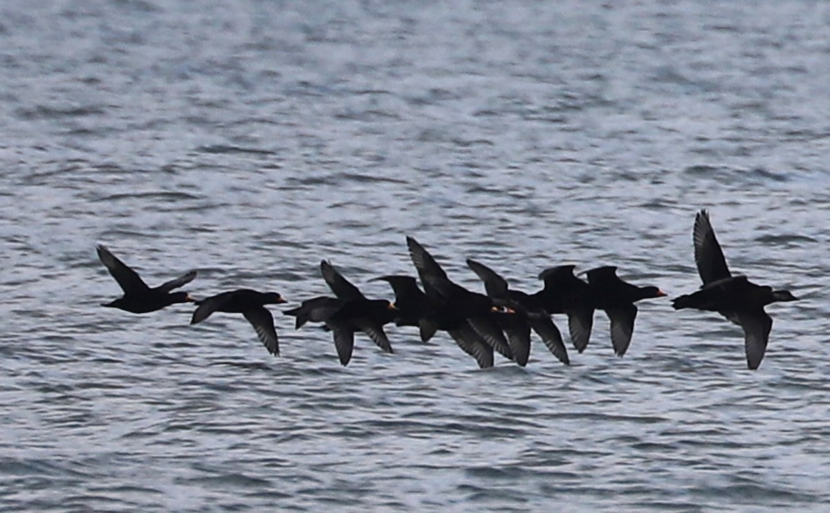 turpan žlutozobý - ML645522912