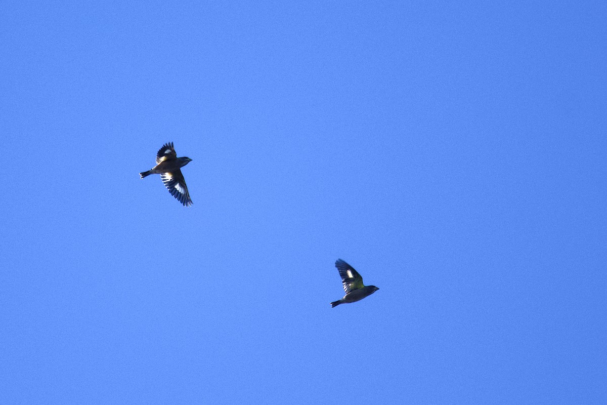 Evening Grosbeak - ML645522942