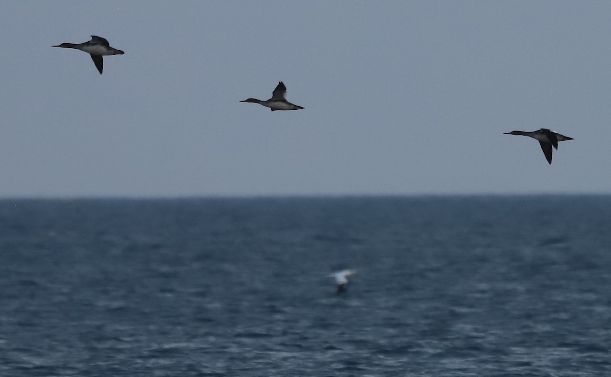 Red-breasted Merganser - ML645522943