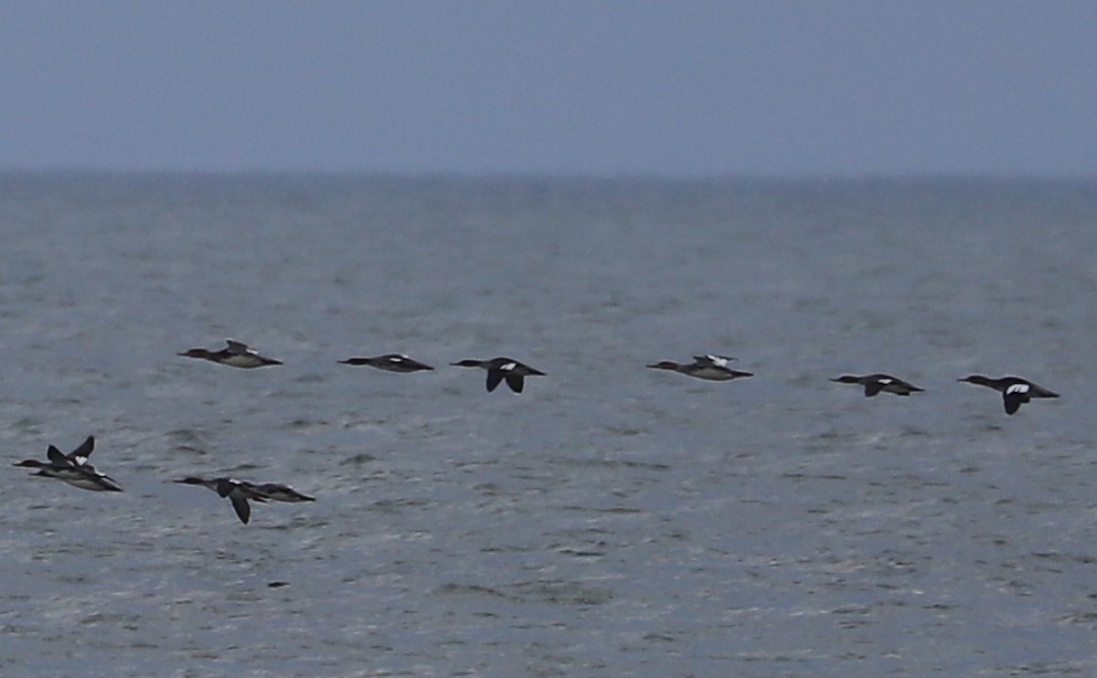 Red-breasted Merganser - ML645522949