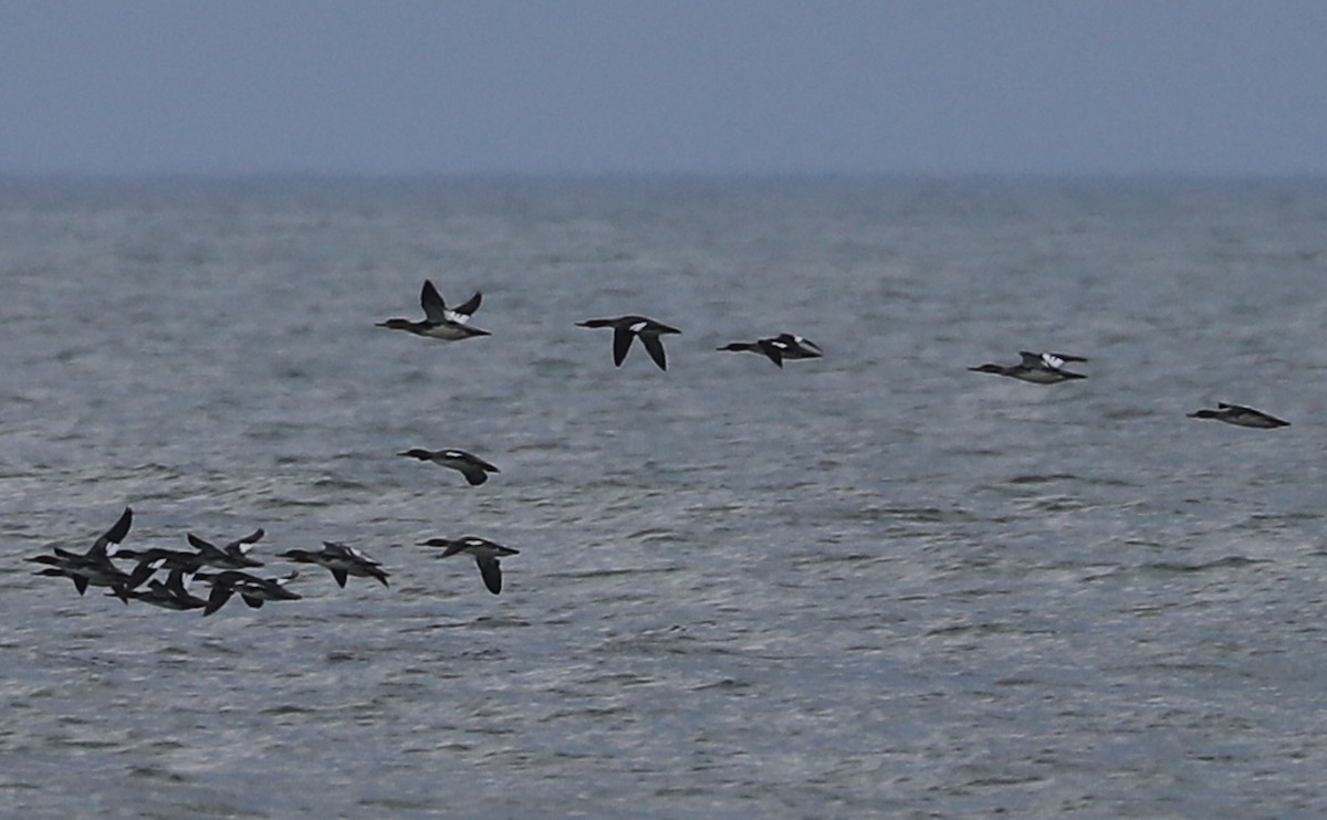 Red-breasted Merganser - ML645522954