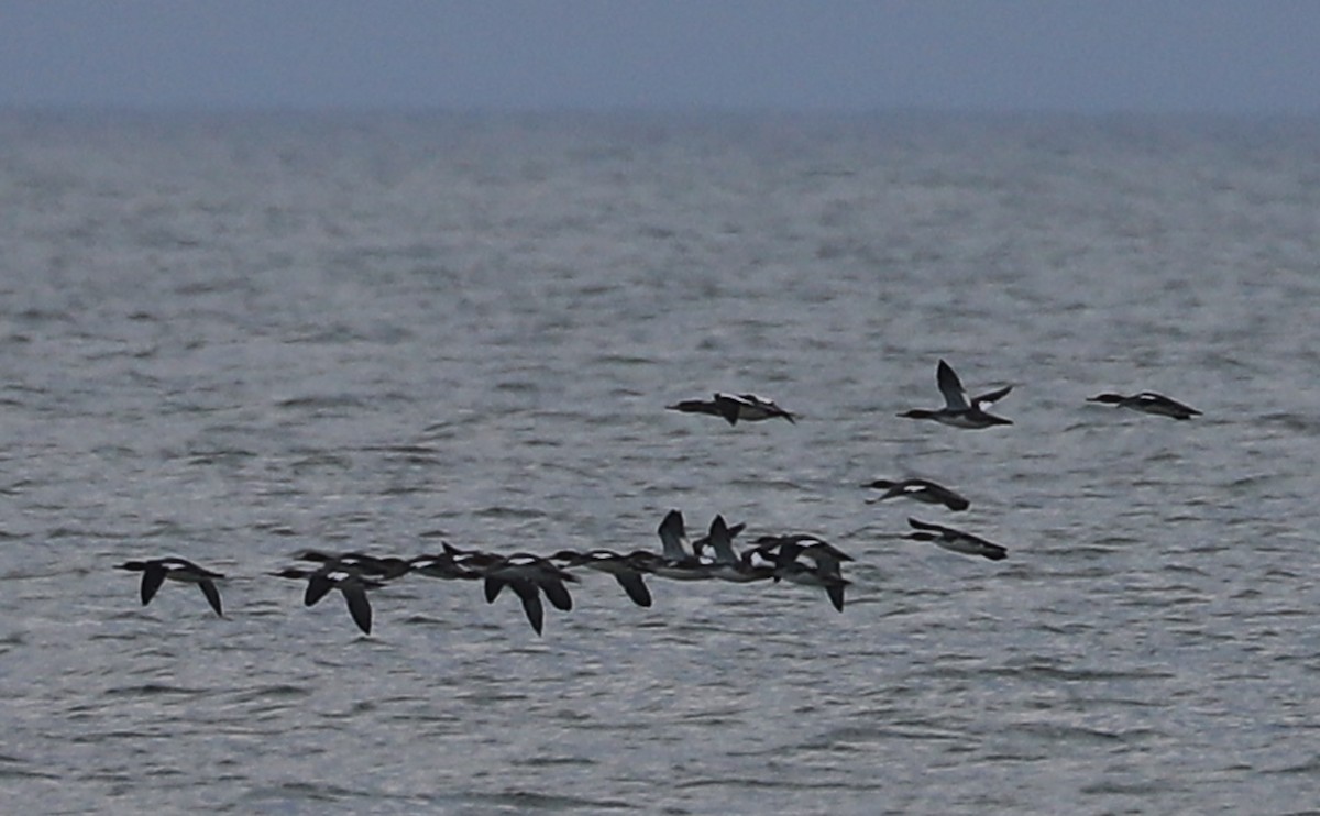 Red-breasted Merganser - ML645522956