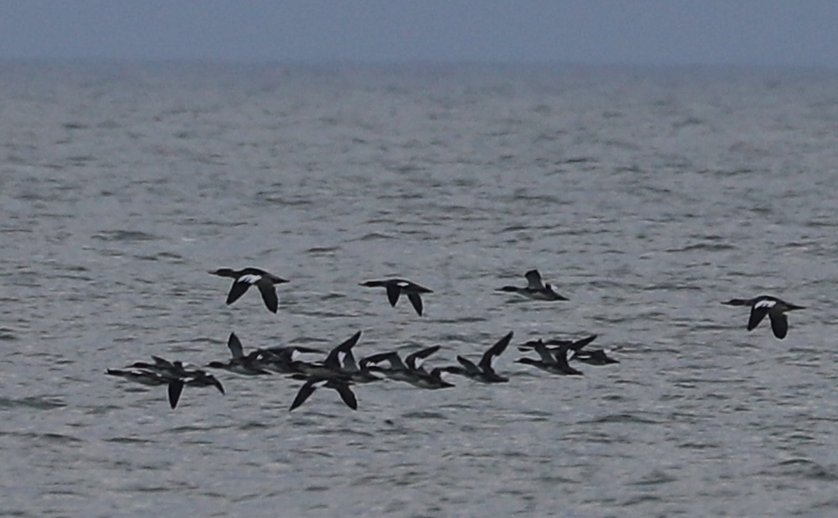 Red-breasted Merganser - ML645522960
