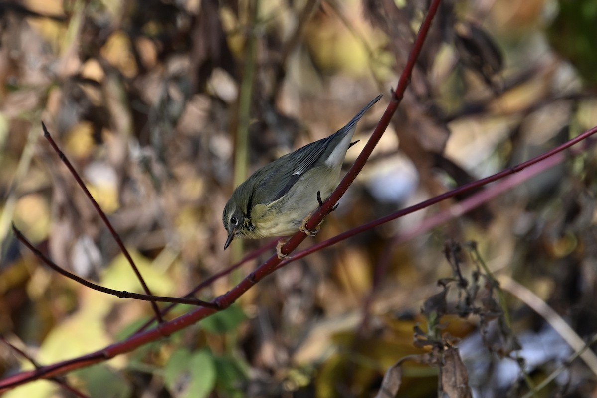 Black-throated Blue Warbler - ML645522966