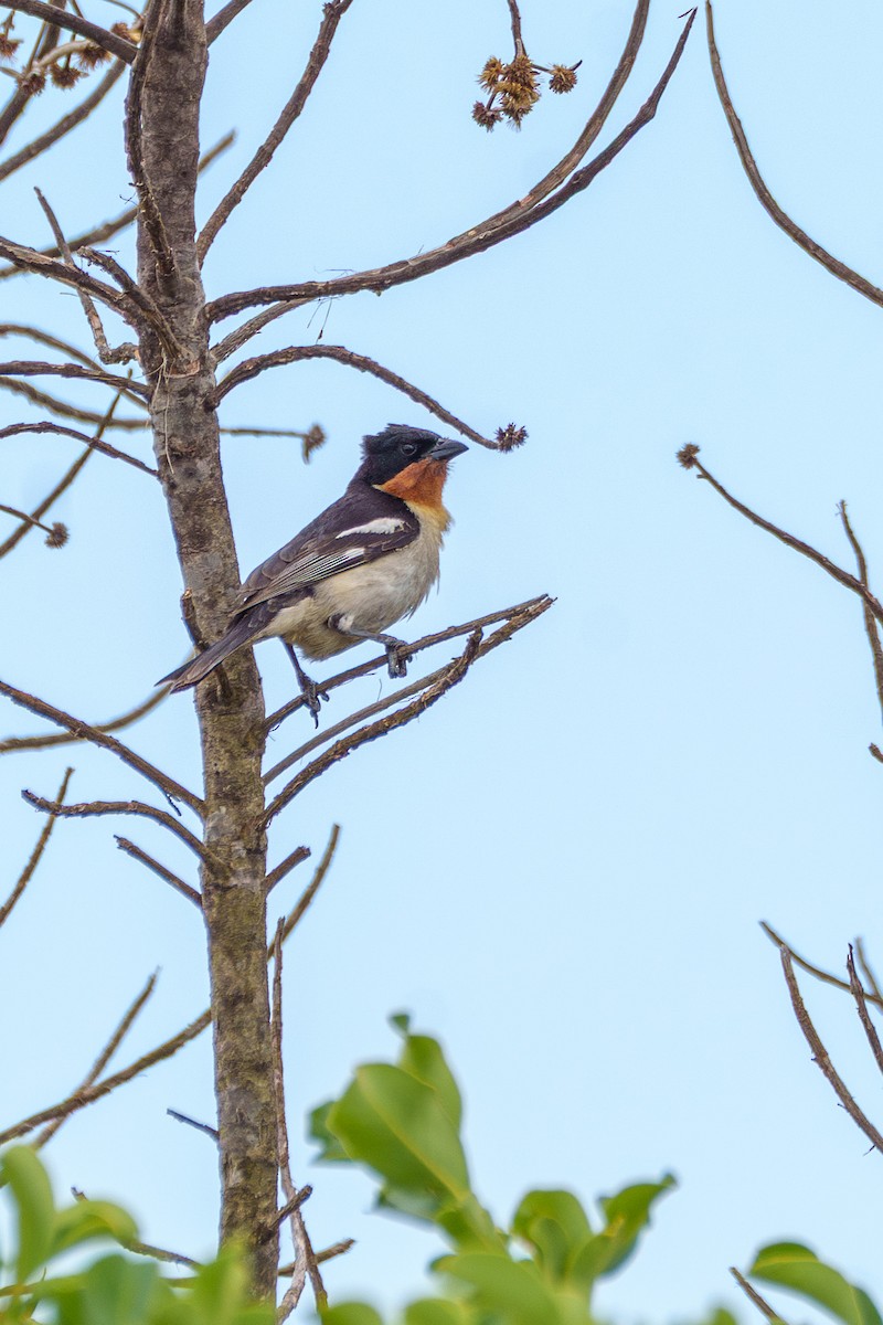 White-rumped Tanager - ML645522973