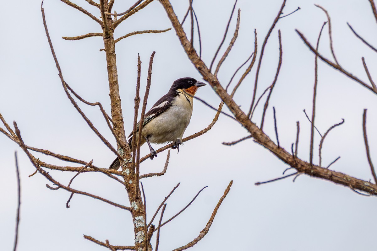 White-rumped Tanager - ML645522974