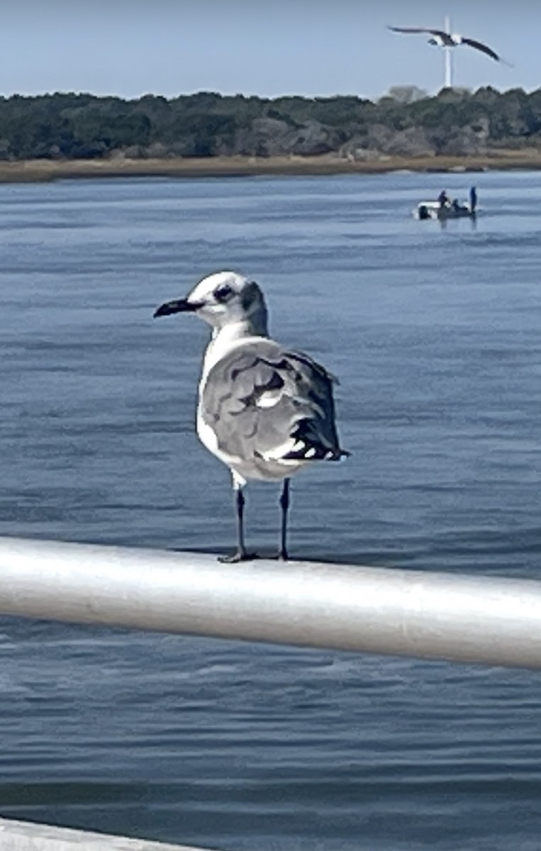 ワライカモメ - ML645522978