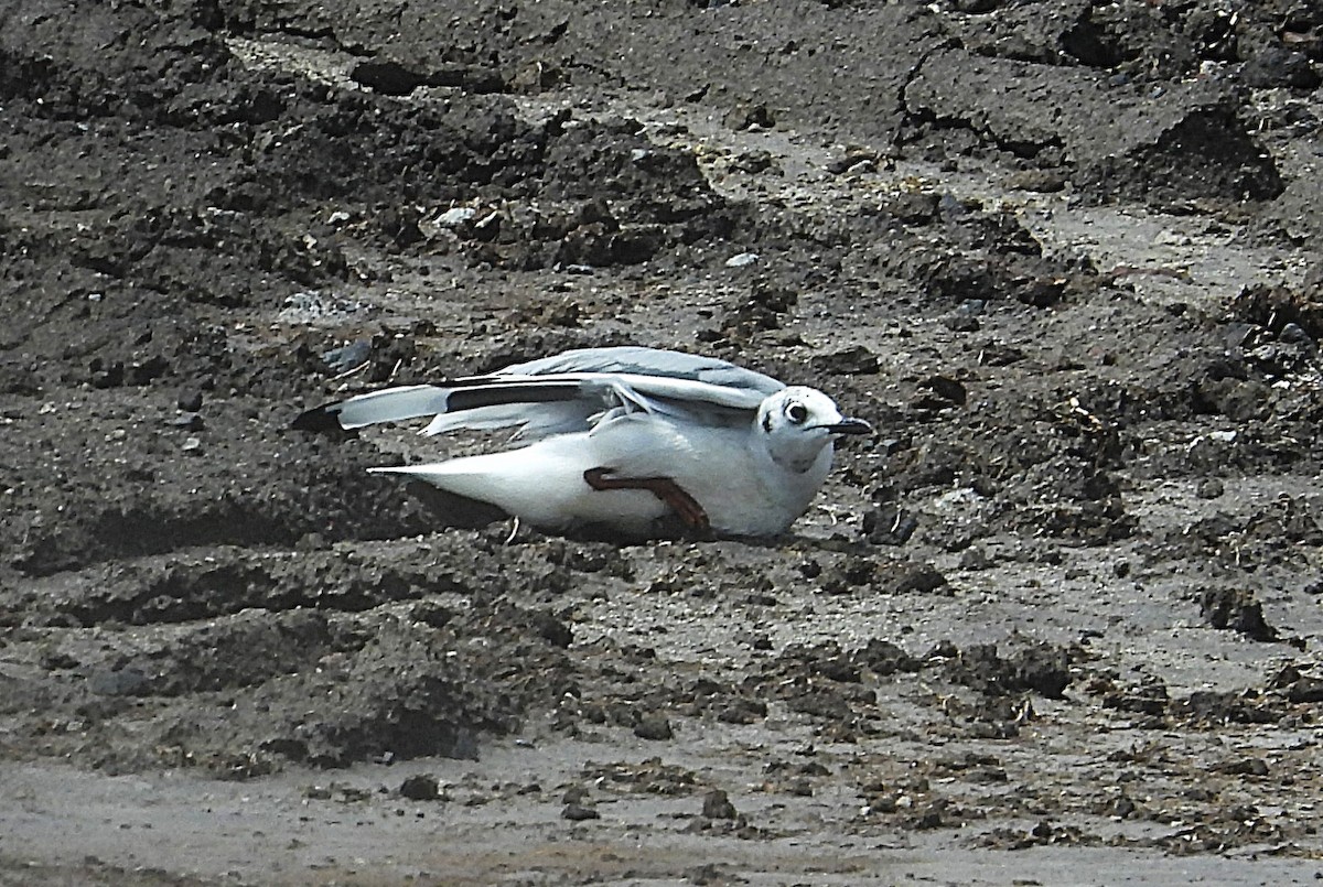 Andean Gull - ML645522980
