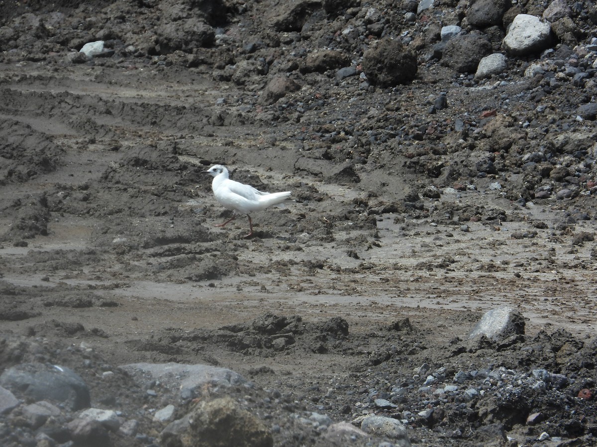 Andean Gull - ML645522981