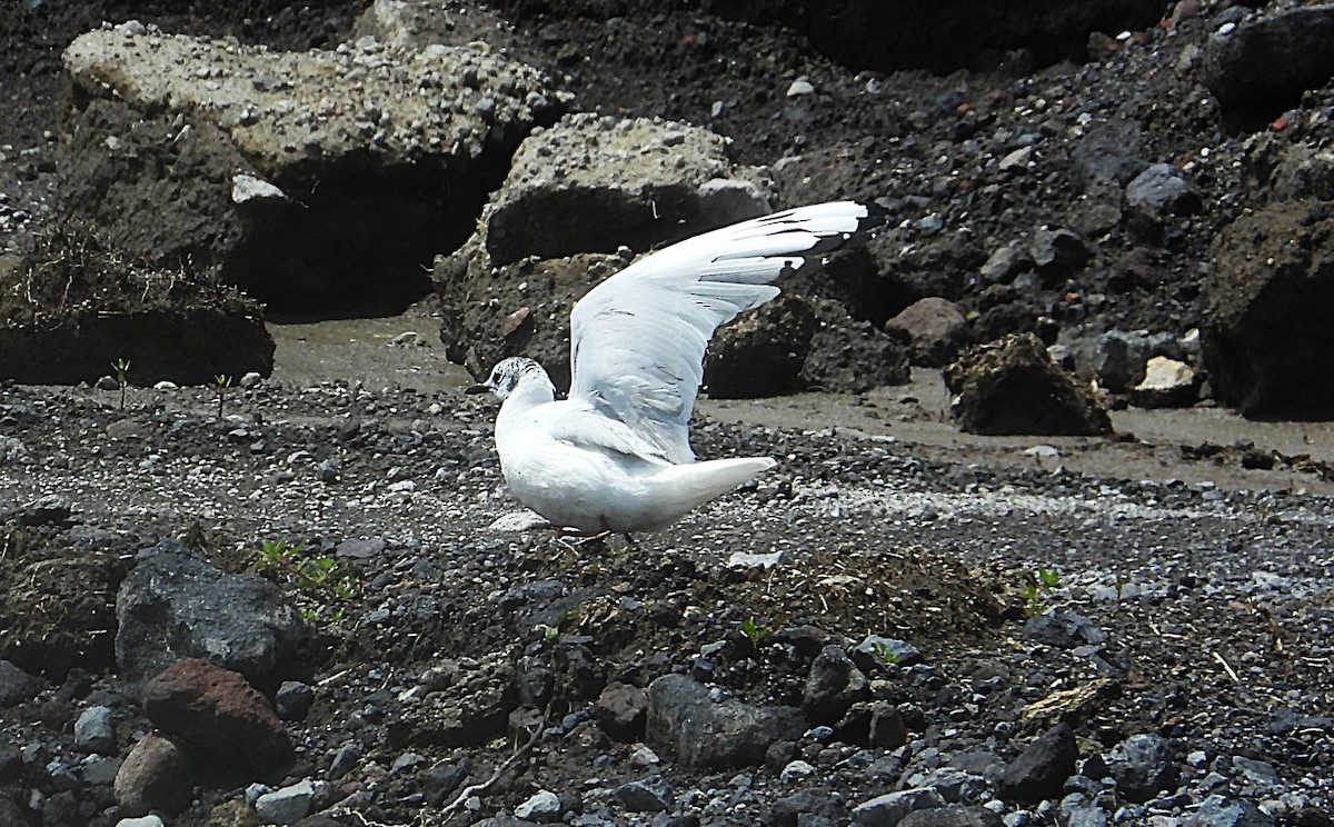 Andean Gull - ML645522994