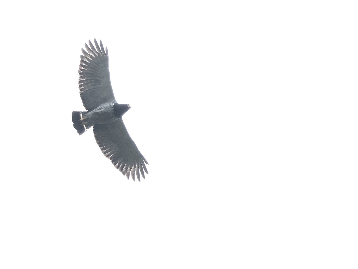 Barred Hawk - ML645523033