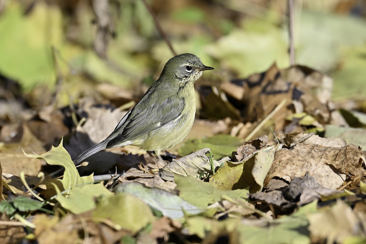 Black-throated Blue Warbler - ML645523039