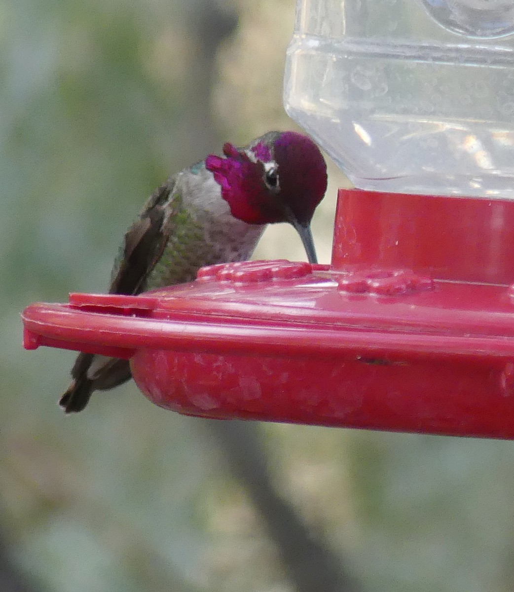 Anna's Hummingbird - ML645523041