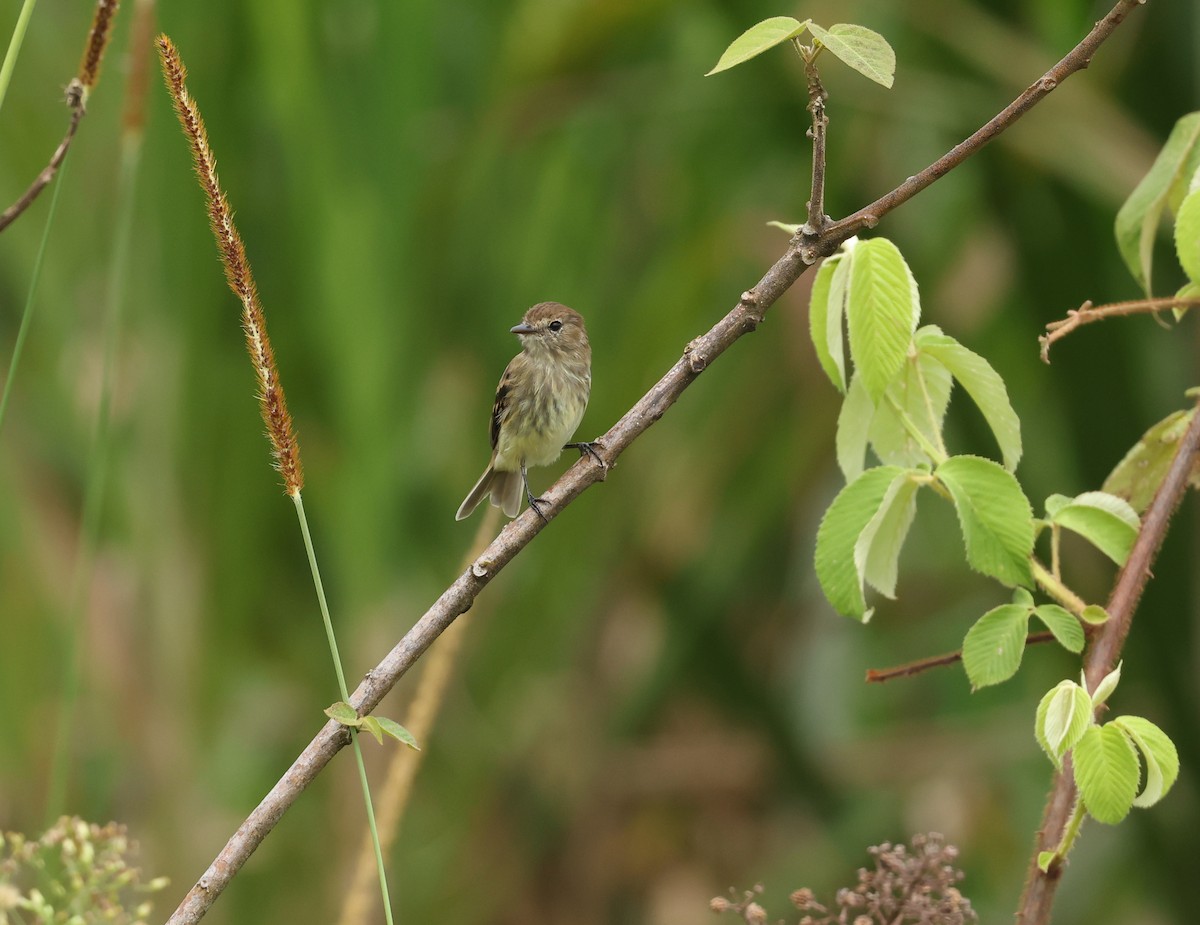 Olive-chested Flycatcher - ML645523055