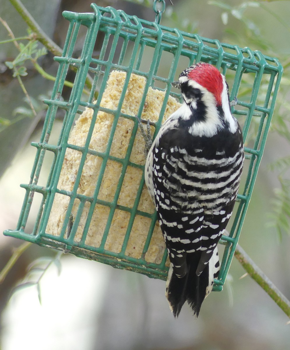Nuttall's Woodpecker - ML645523057