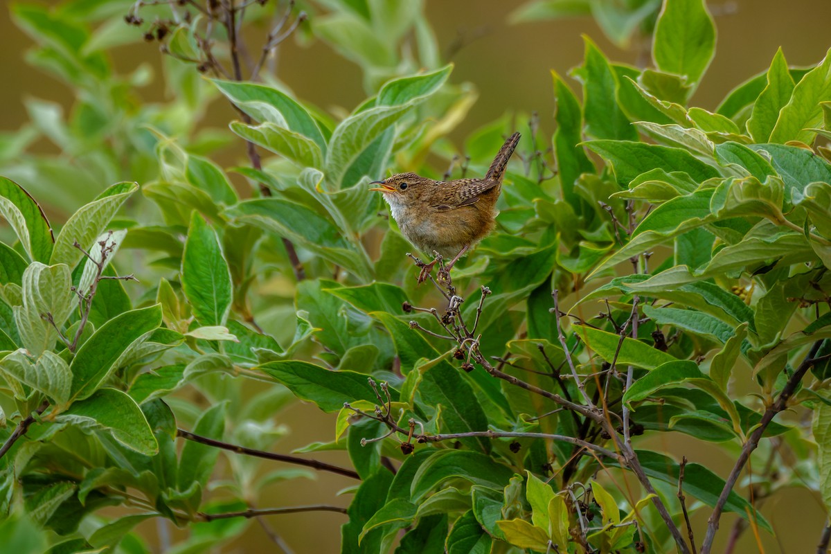 Grass Wren - ML645523063