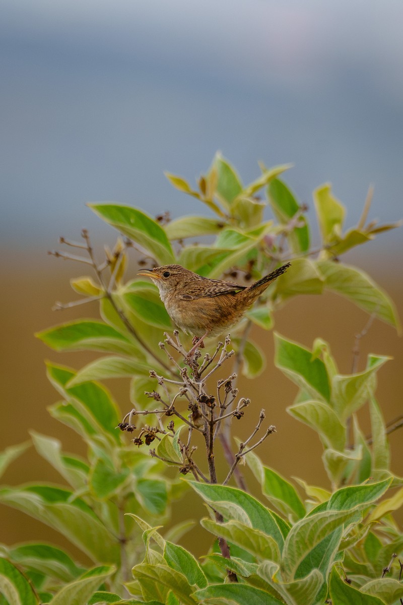 Grass Wren - ML645523064