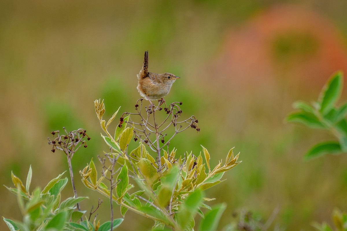 Grass Wren - ML645523065