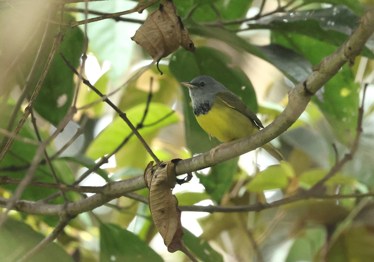 Цитринка чорновола - ML645523068