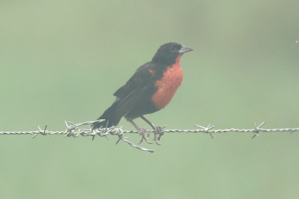 Red-breasted Meadowlark - ML645523076