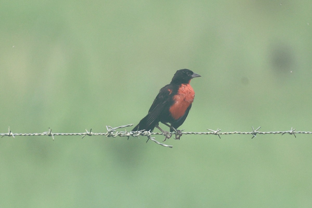 Red-breasted Meadowlark - ML645523079