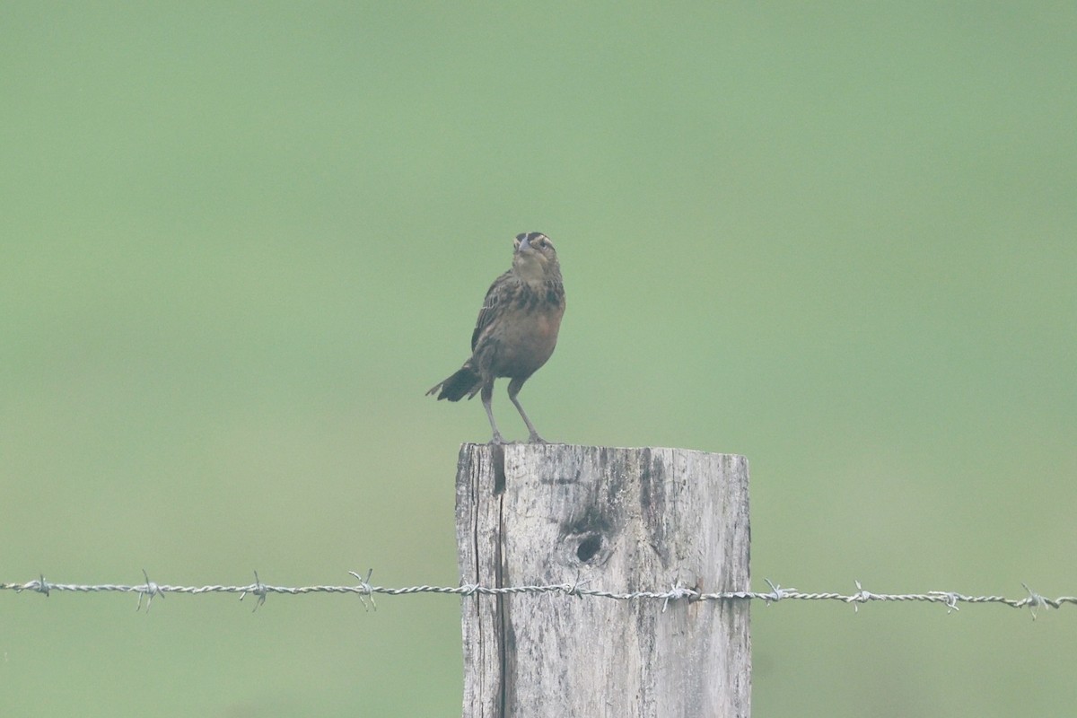 Red-breasted Meadowlark - ML645523080