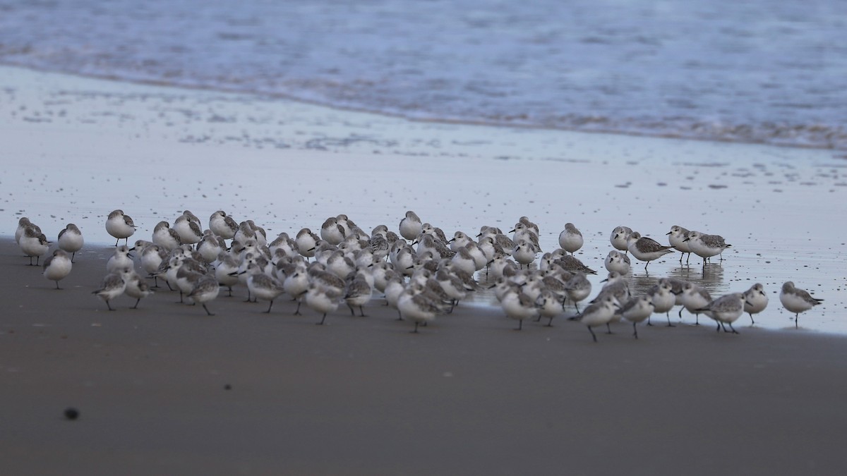 jespák písečný - ML645523252