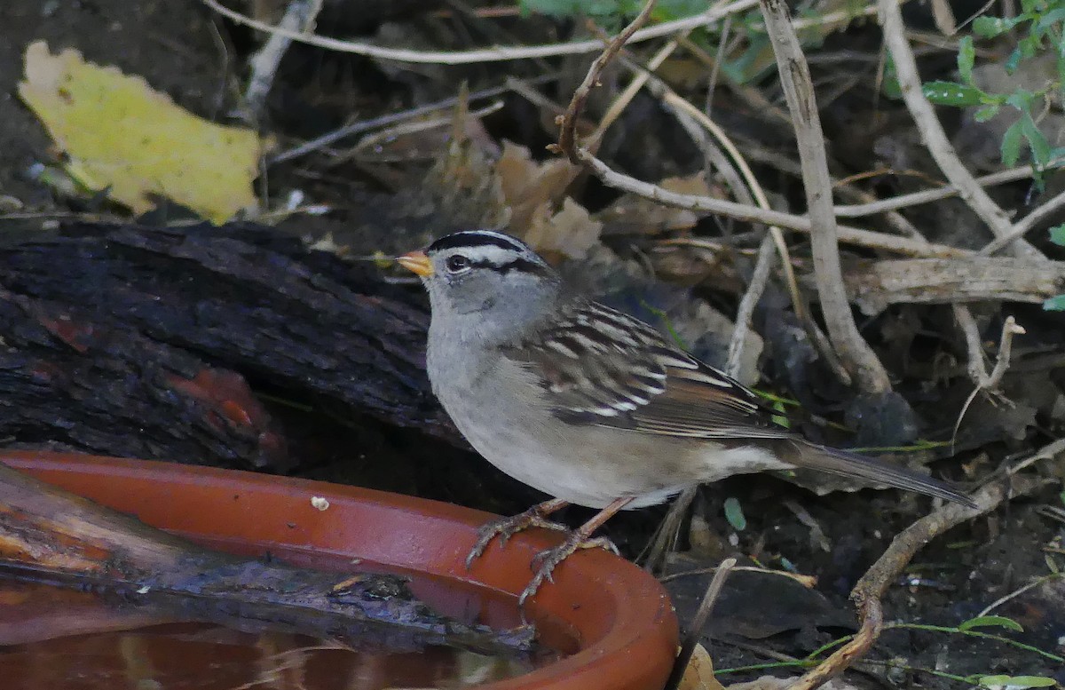 White-crowned Sparrow - ML645523253