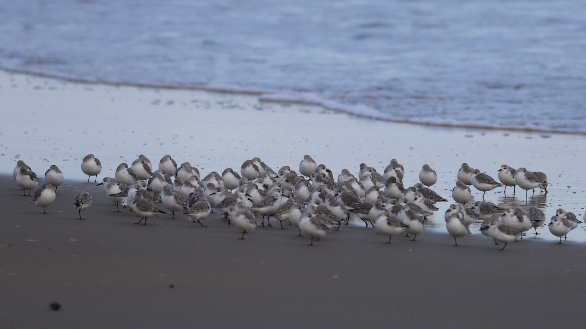 jespák písečný - ML645523254