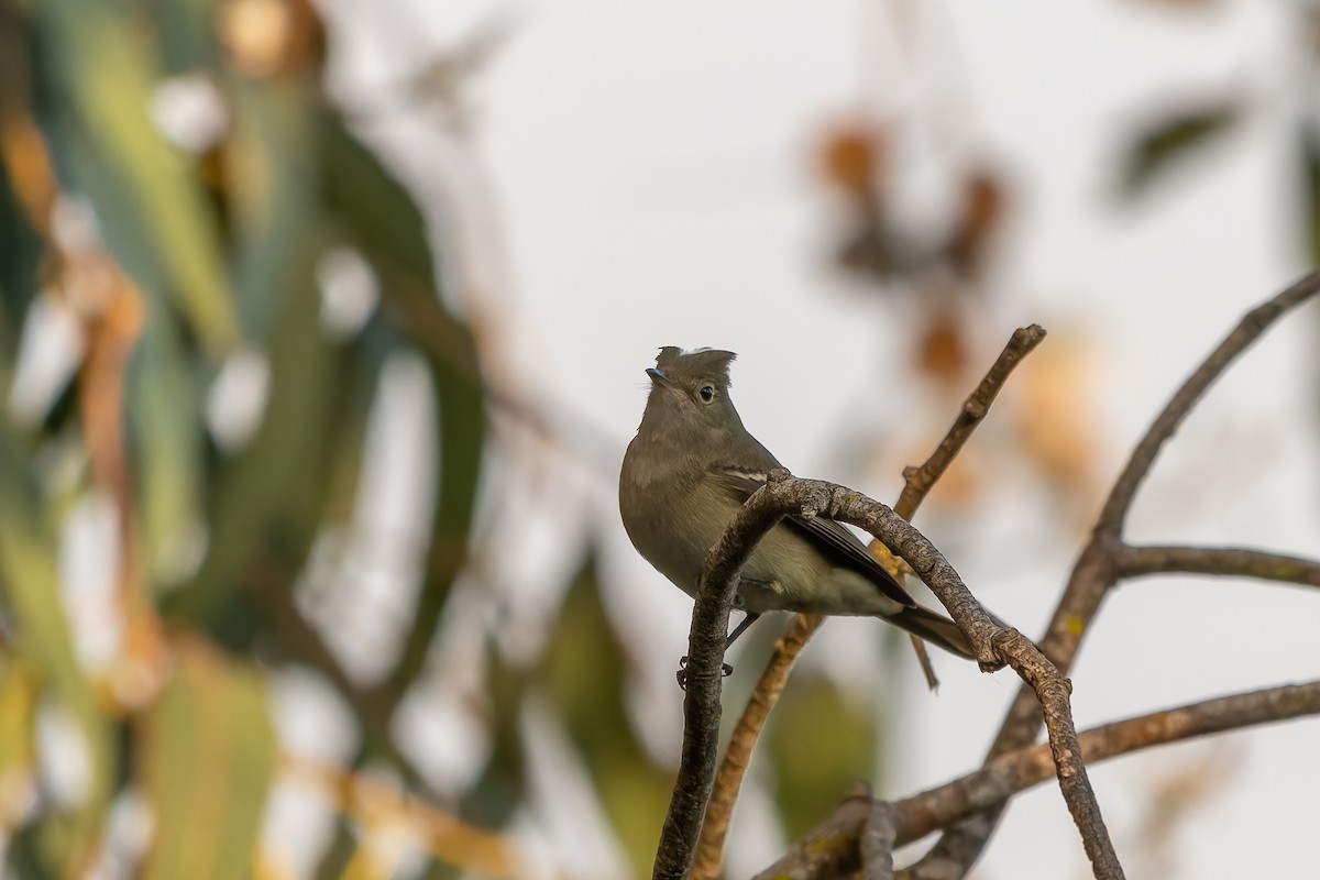 White-crested Elaenia - ML645523256