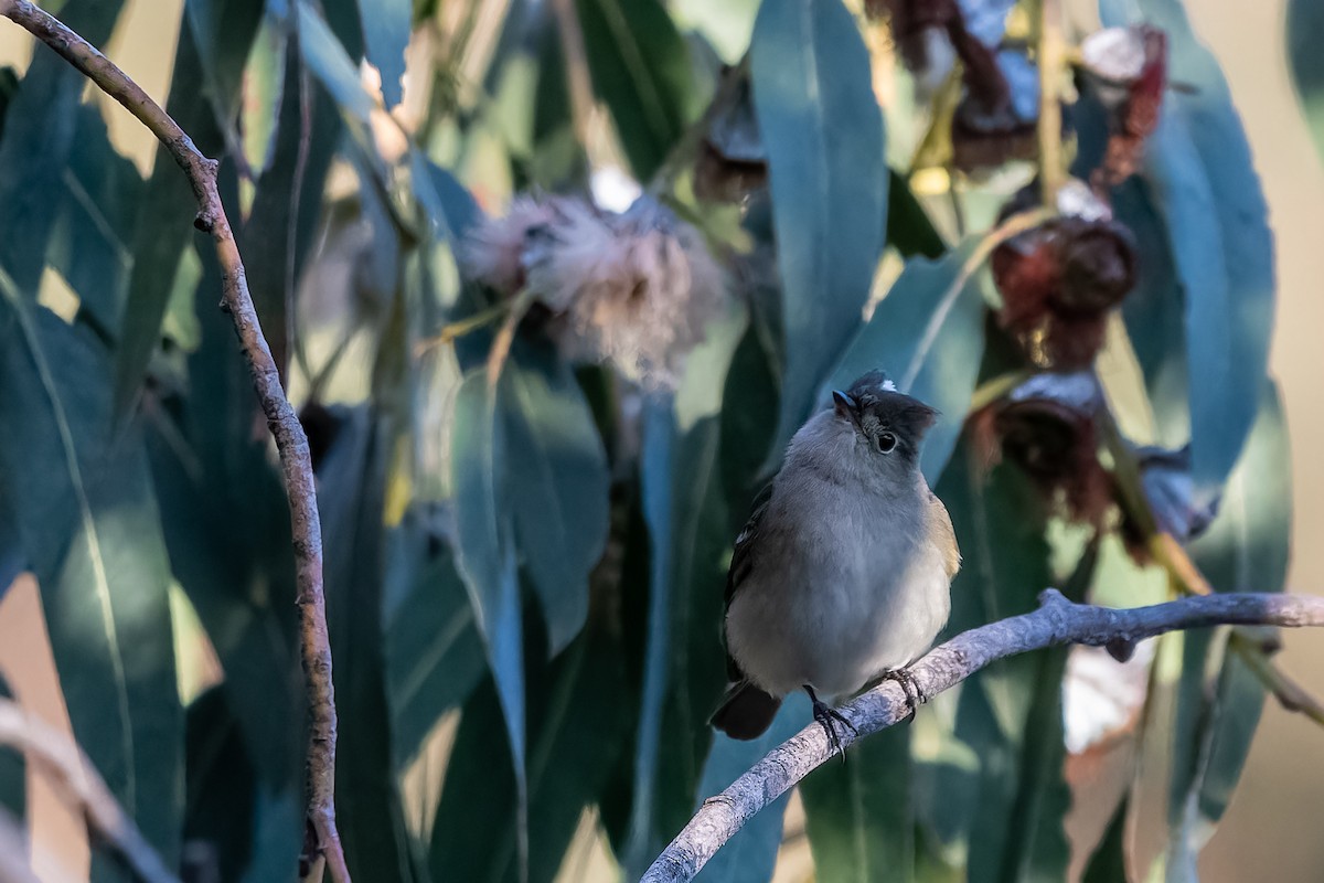 White-crested Elaenia - ML645523258