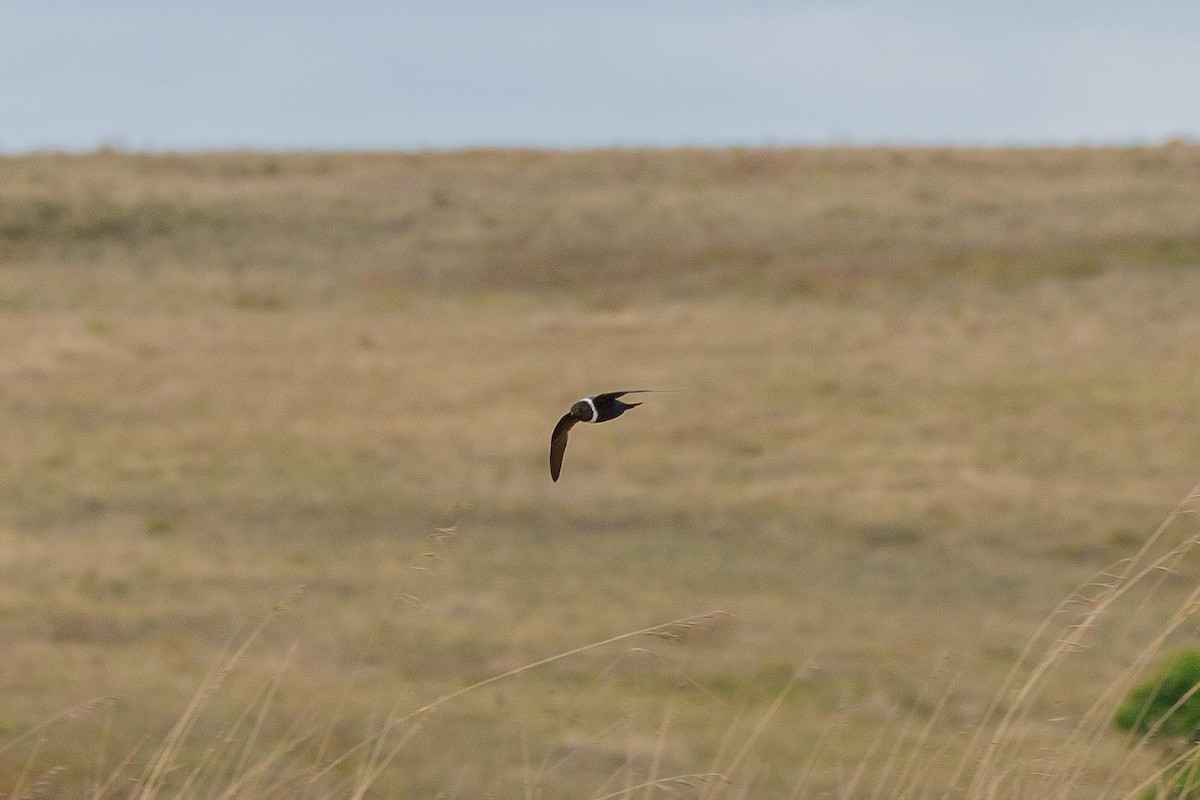 White-collared Swift - ML645523259