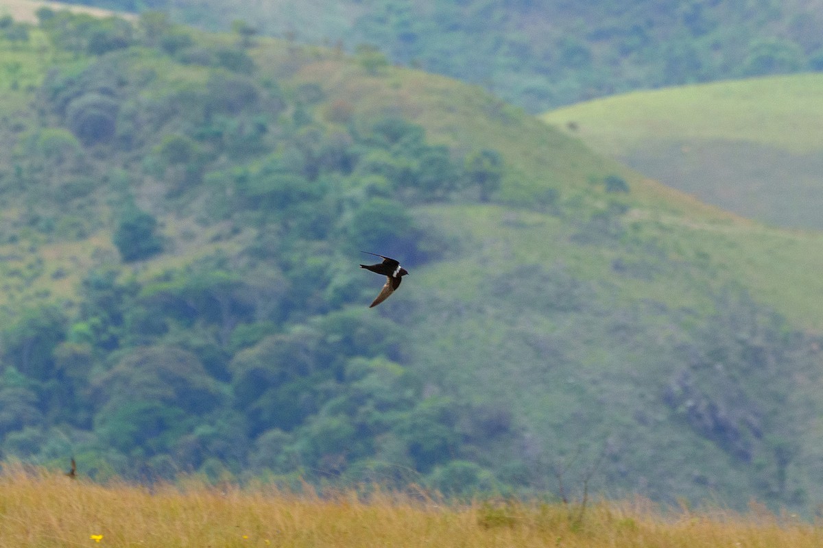 White-collared Swift - ML645523260