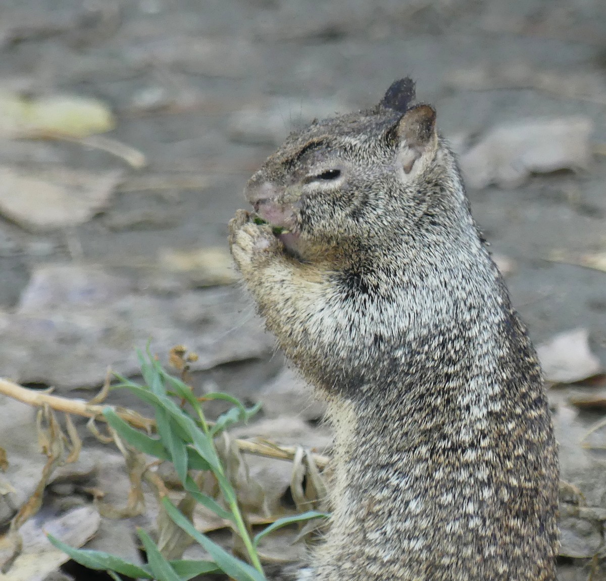 California Ground Squirrel - ML645523271