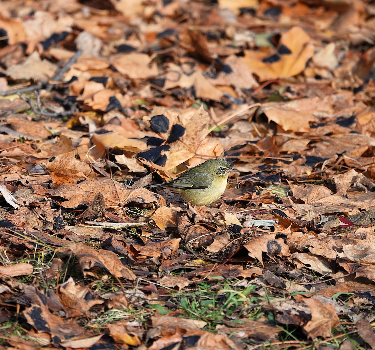 Black-throated Blue Warbler - ML645523283