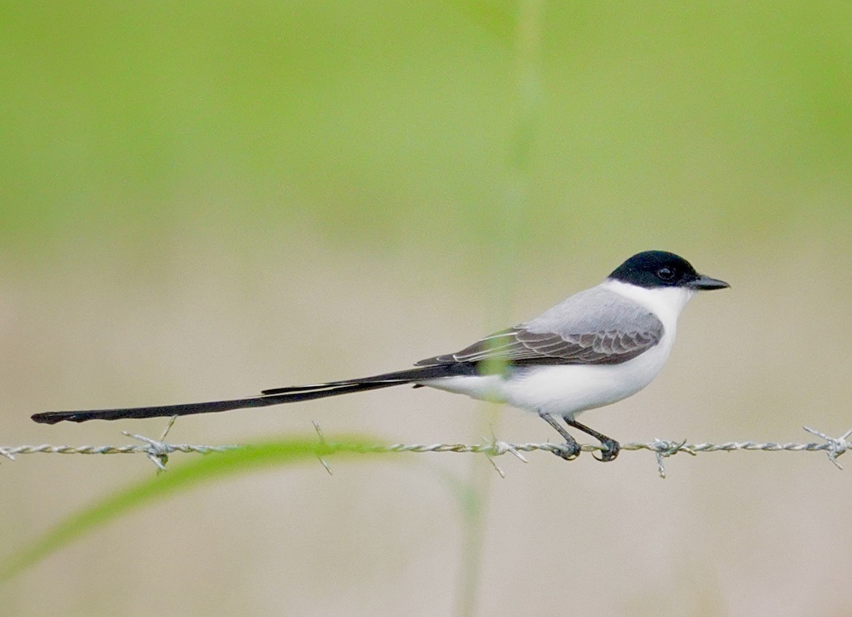 eBird Checklist - 19 Nov 2025 - Chorcha Abajo (Punta 'e tierra dock ...