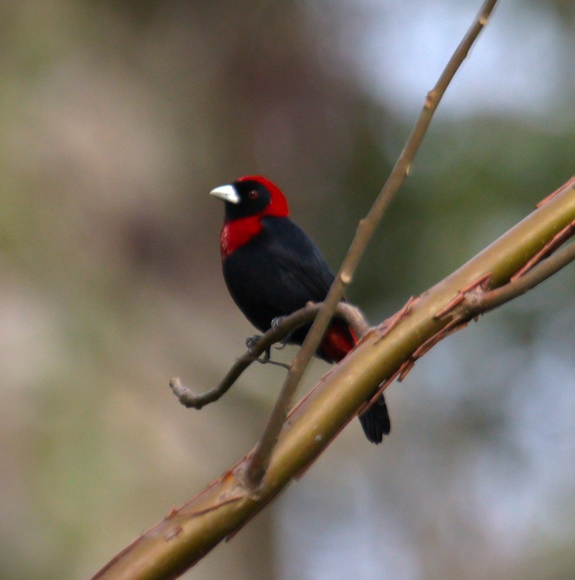 Crimson-collared Tanager - ML645523293