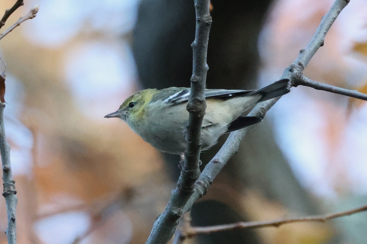 Bay-breasted Warbler - ML645523328