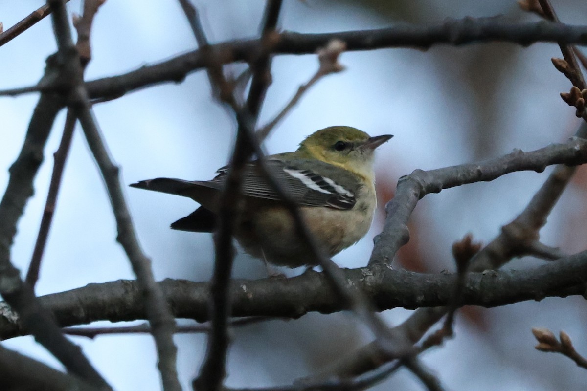 Bay-breasted Warbler - ML645523329