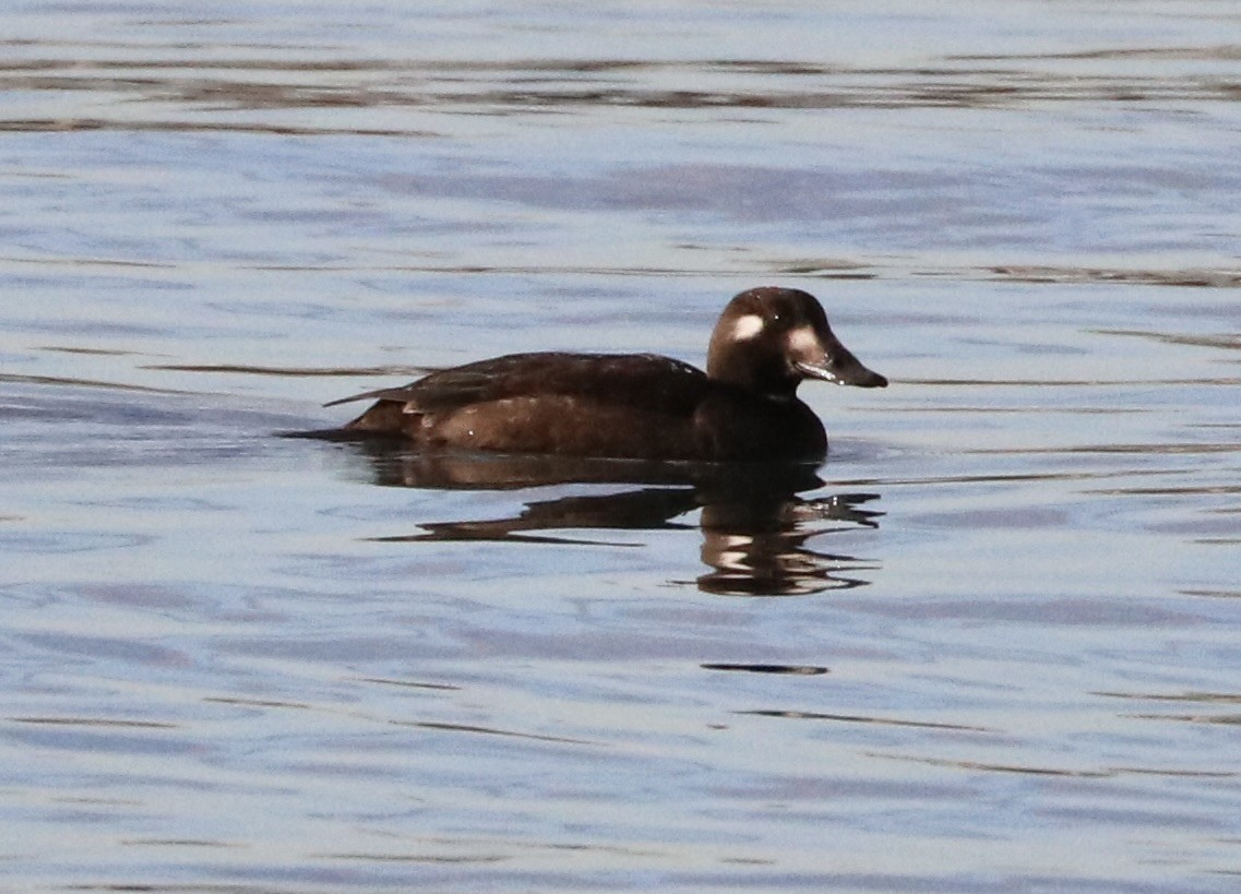 White-winged Scoter - ML645523331