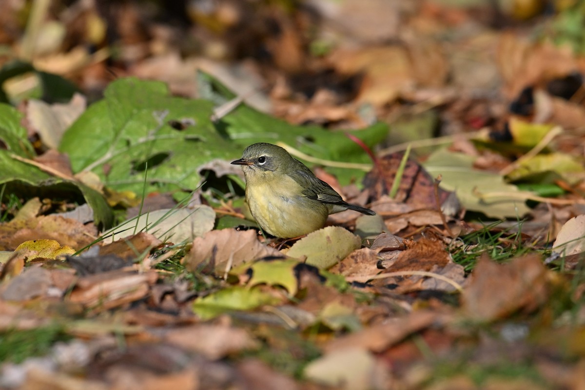 Black-throated Blue Warbler - ML645523333
