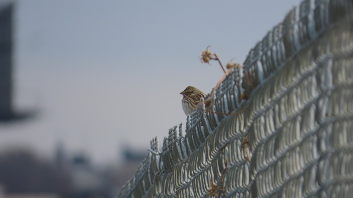 Savannah Sparrow (Savannah) - ML645523338