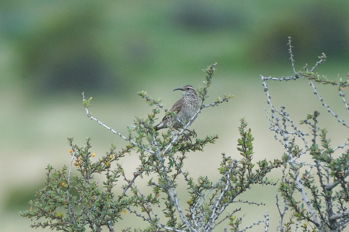 Scale-throated Earthcreeper - ML645523345