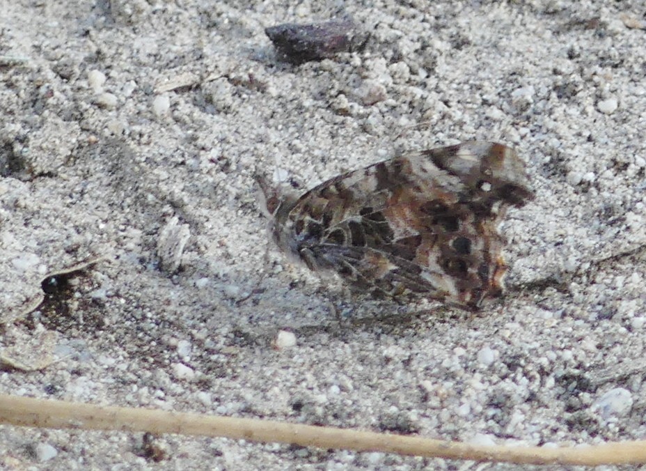 West Coast Lady - ML645523346