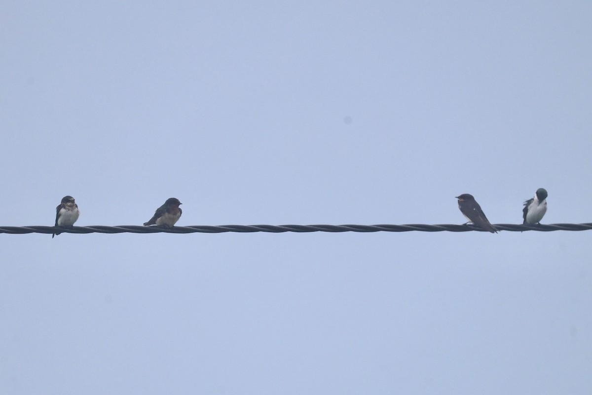 vlaštovka obecná - ML645523348