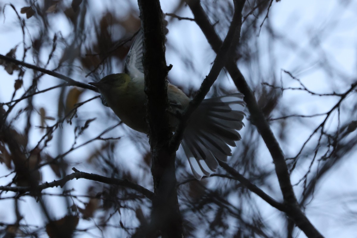 Bay-breasted Warbler - ML645523351